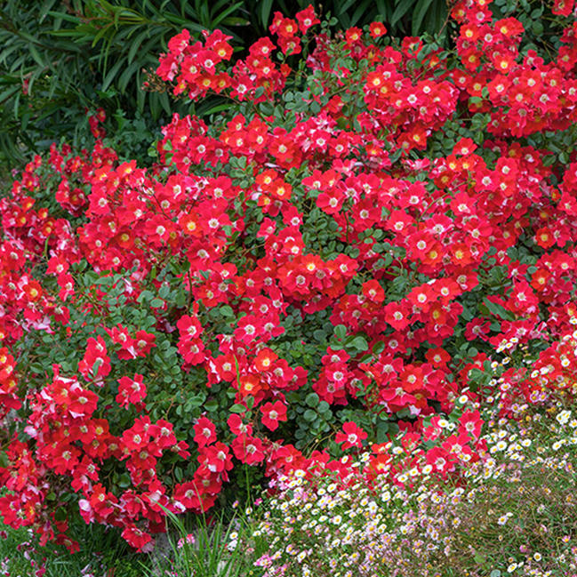 バラ キャンディアメイディランド 2