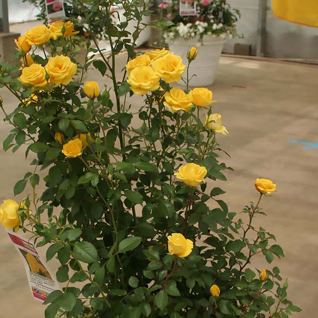 バラ レヨンドゥソレイユ 2