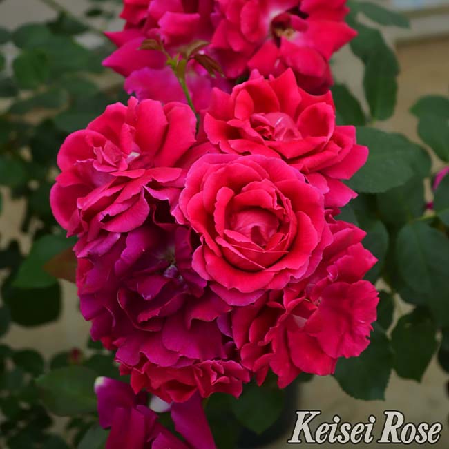 バラ ラブストラック 3