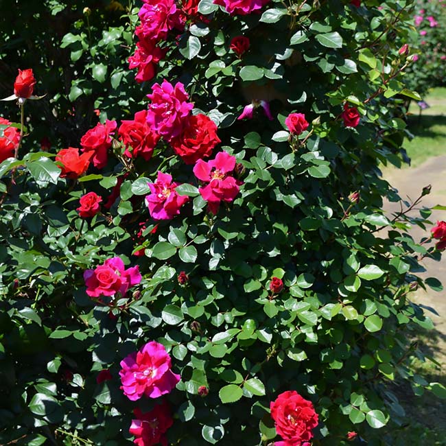 バラ ラブストラック 2