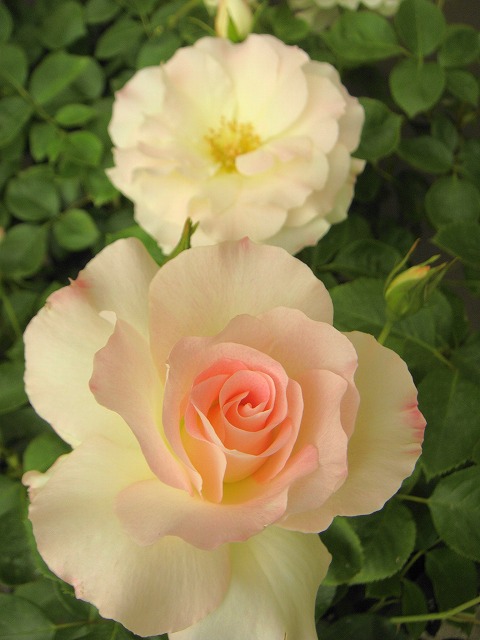 バラ マチルダ 2