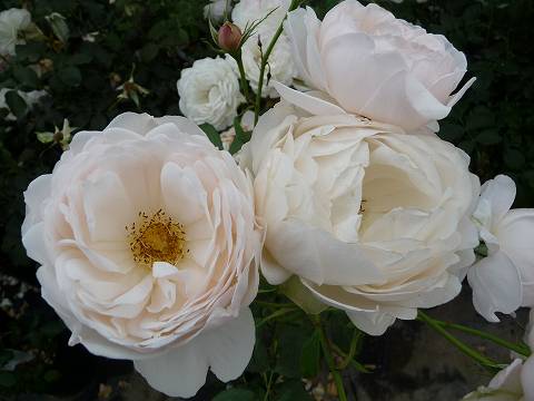 バラ マダムフィガロ 2