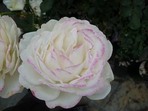 バラ マダムフィガロ 1