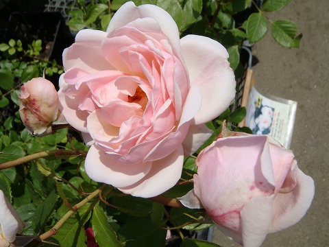 バラ マダムフィガロ 