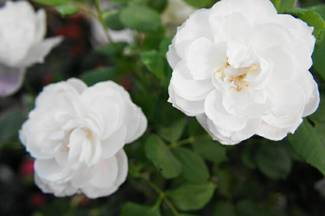 バラ　マダム・ピエール・オジェ 大苗