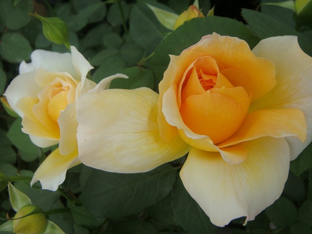 マダムシャルルソバージュ