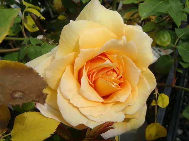 マダムシャルルソバージュ