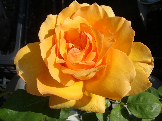 マダムシャルルソバージュ