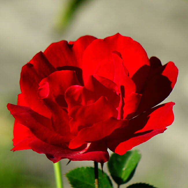 マイナーフェアー