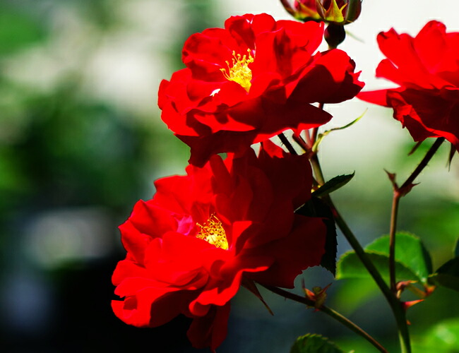 マイナーフェアー