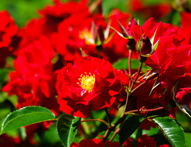 マイナーフェアー