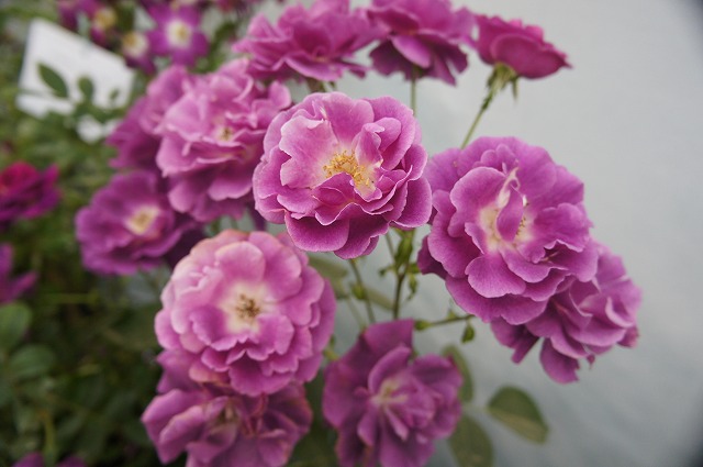 マジェンタ・スカイ