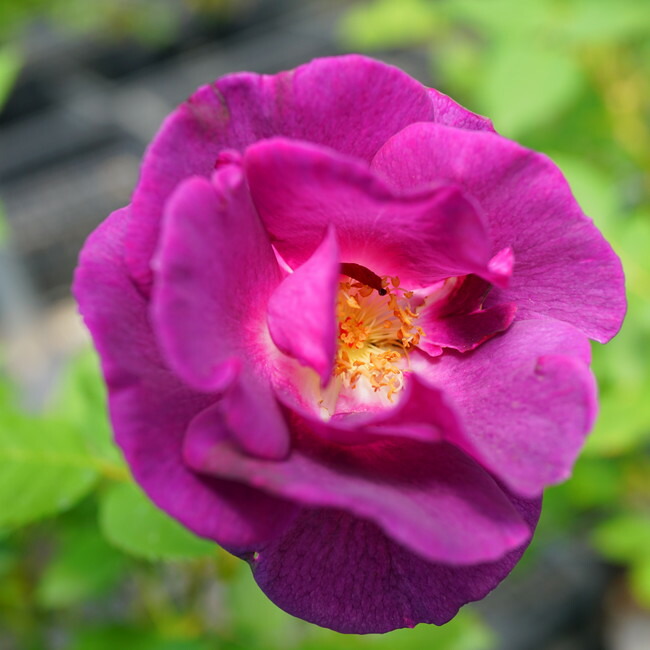 マジェンタ・スカイ