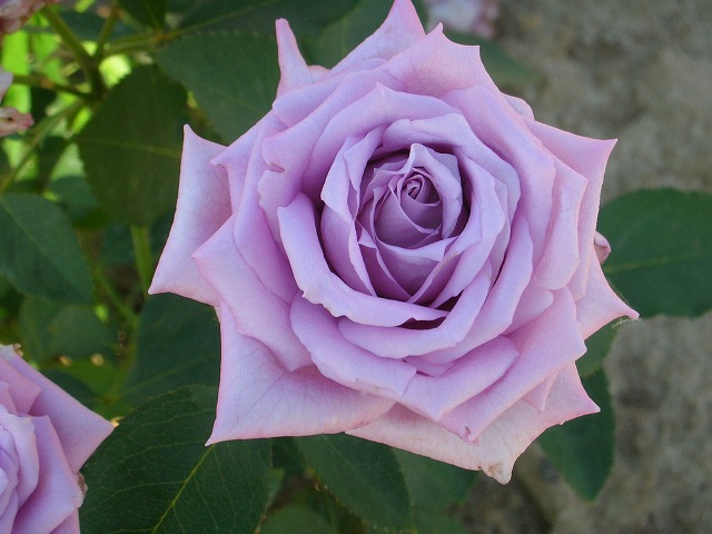 バラ マミーブルー 