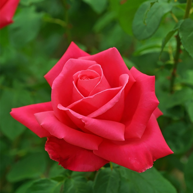 バラ つるマリアカラス 