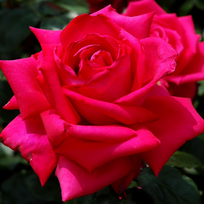 バラ つるマリアカラス 1