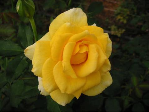 バラ マルコポーロ 