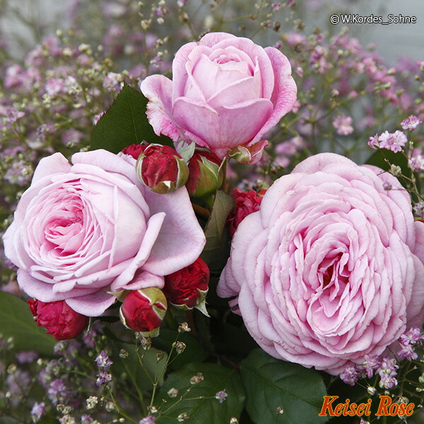 バラ マリーヘンリエッテ 