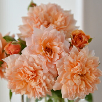 バラ　マリールイーズ・ドゥ・ラ・ラメ 大苗