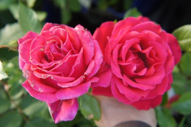 バラ ミカエル 1