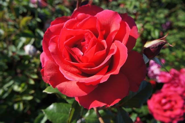 バラ ミカエル 2