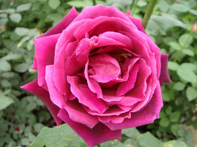 バラ ミスターリンカーン 2