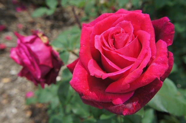 バラ ミスターリンカーン 1