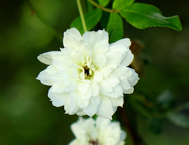 白八重モッコウバラ