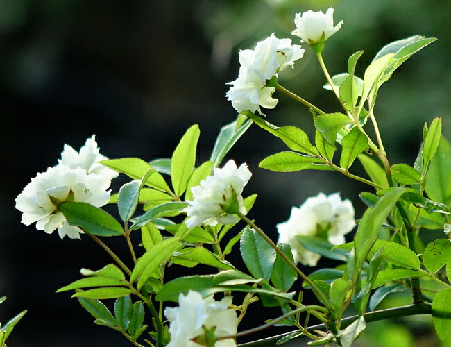 白八重モッコウバラ