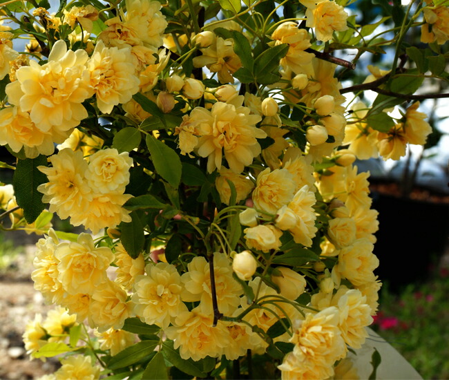 黄八重 モッコウバラ