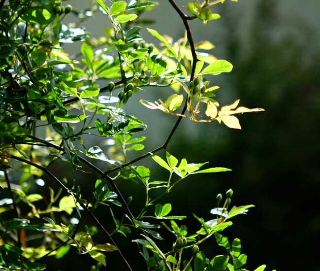 モッコウバラの葉