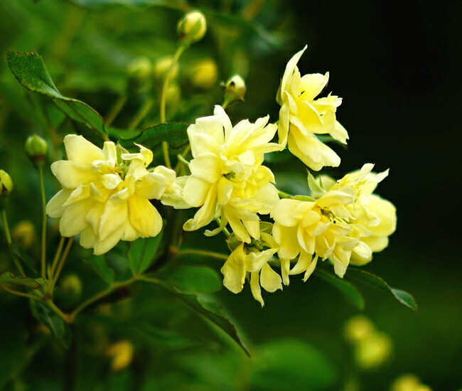 黄八重 モッコウバラ