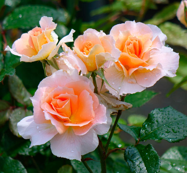 バラ クールドゥナクレ 