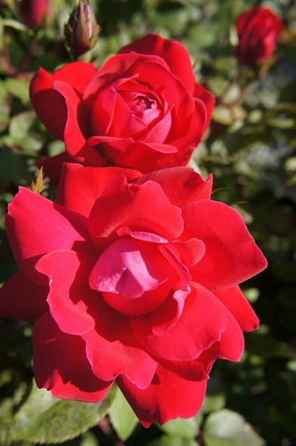 バラ ダブルノックアウト FL フロリバンダ 苗 販売 苗木部 By 花ひろば