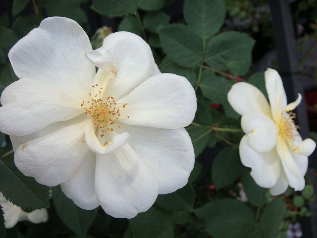 バラ サニーノックアウト 2