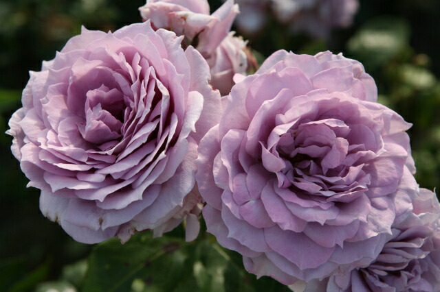 バラ ノヴァーリス 3