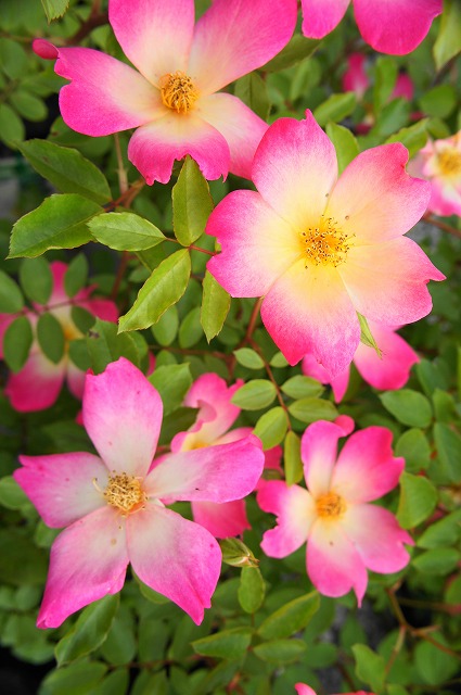 バラ ピンクコクテール 苗 販売 苗木部 By 花ひろばオンライン