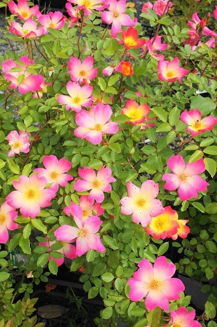 バラ ピンクカクテル 1