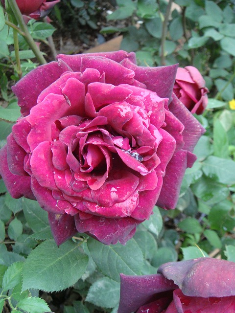 バラ オクラホマ 2