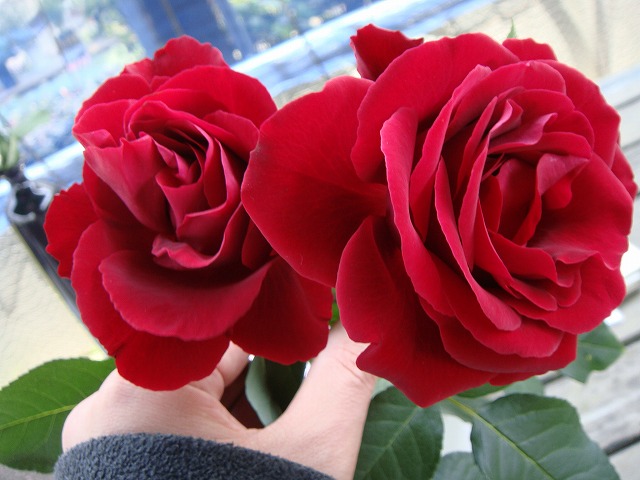 バラ オマージュアバルバラ 1