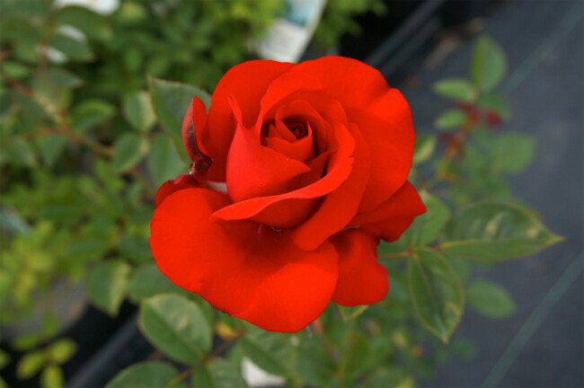 バラ つるオリーブ 