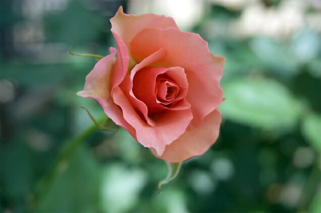 バラ おとひめ 2