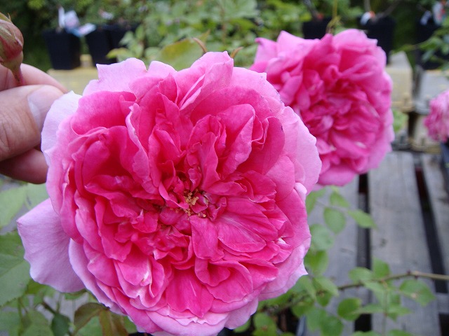 バラ パレード 4