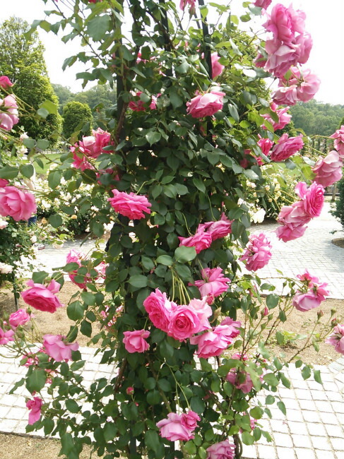 バラ パレード LCl ラージフラワードクライマー （つるバラ） 苗