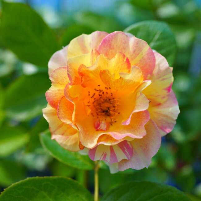 バラ ラ　パリジェンヌ 1