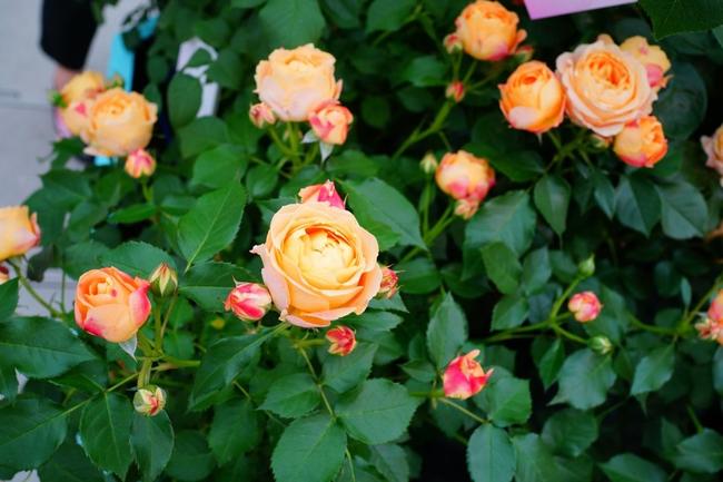 バラ ラ　パリジェンヌ 2