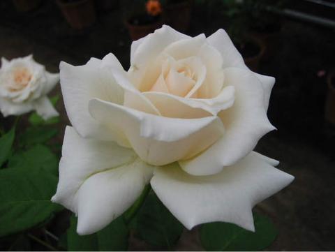 バラ つるパスカリ 