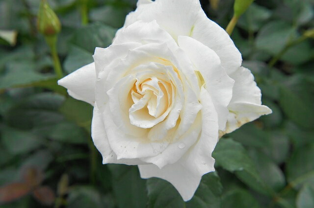 バラ つるパスカリ 2