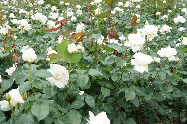 バラ パスカリ 2