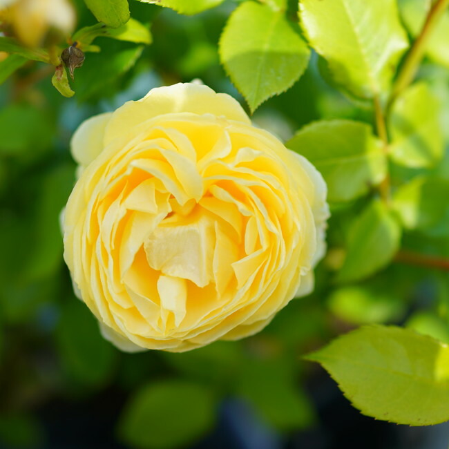 バラ　パトラッシュ 大苗